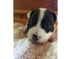 2 purebred boston terrier puppies available