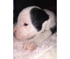 2 purebred boston terrier puppies available - 2