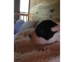 2 purebred boston terrier puppies available - 3