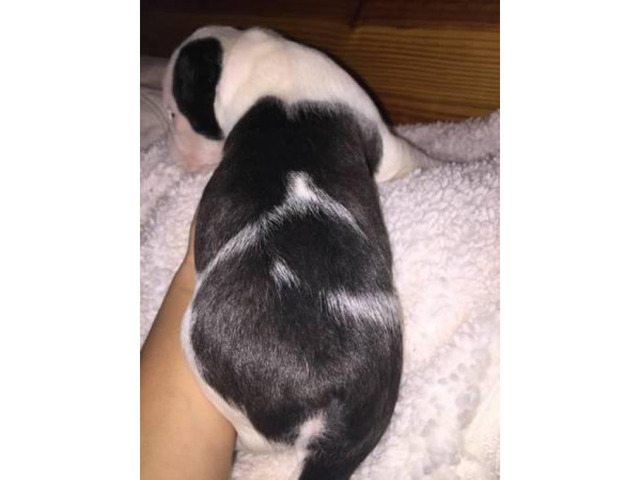 2 purebred boston terrier puppies available in Raleigh ...
