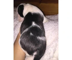 2 purebred boston terrier puppies available - 5
