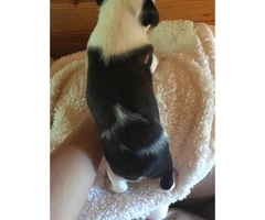 2 purebred boston terrier puppies available - 6