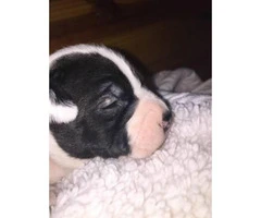 2 purebred boston terrier puppies available - 7