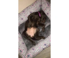 9 week old chocolate lab puppy to rehome - 1