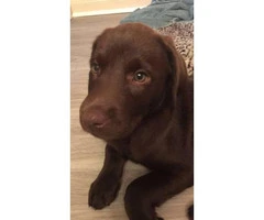 9 week old chocolate lab puppy to rehome - 2