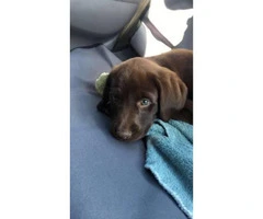 9 week old chocolate lab puppy to rehome - 3