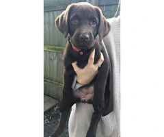 9 week old chocolate lab puppy to rehome - 4