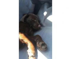 9 week old chocolate lab puppy to rehome - 5