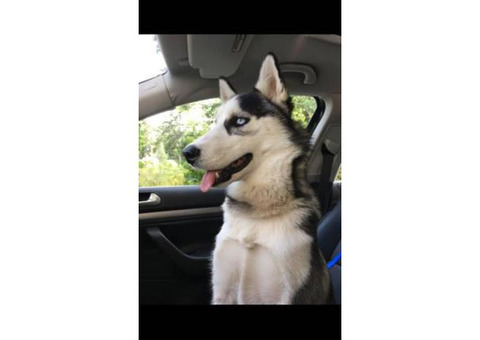 Registered Female husky puppy available