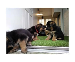 German shepherd puppies Males and females $1000 each rehoming fee - 1