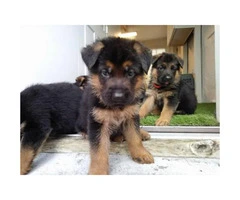 German shepherd puppies Males and females $1000 each rehoming fee - 2