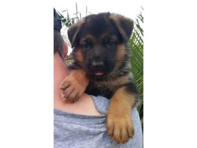 German shepherd puppies Males and females $1000 each rehoming fee Miami ...