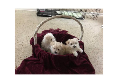 Male gorgeous Maltese Puppies