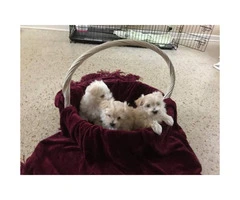 Male gorgeous Maltese Puppies