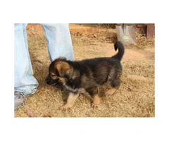 Ready for company or safety AKC registered German Shepherd puppies - 2