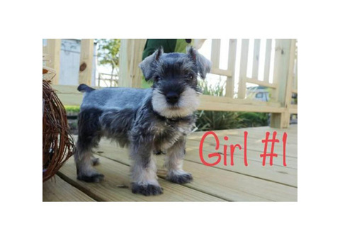 CKC Miniature Schnauzer puppies for sale
