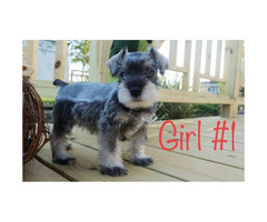 ckc miniature schnauzer for sale