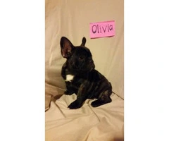 French bulldog puppies available for sal - 1