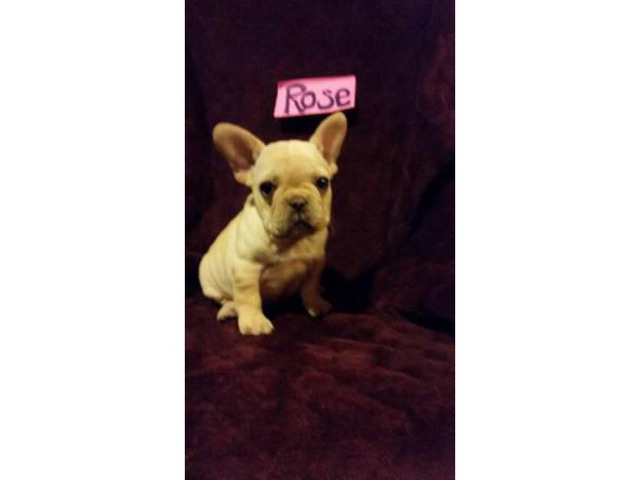 French bulldog puppies available for sal in Buffalo, New ...