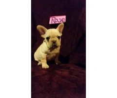 French bulldog puppies available for sal - 2