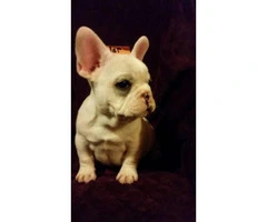 French bulldog puppies available for sal - 3