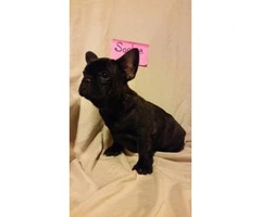French bulldog puppies available for sal - 4