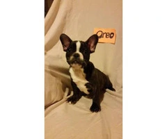 French bulldog puppies available for sal - 5