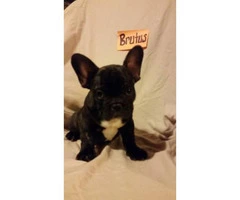 French bulldog puppies available for sal - 6