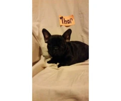 French bulldog puppies available for sal - 8