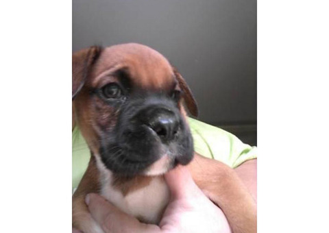 Boxer puppies Prepared For brand new houses