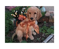 F1B Non-shedding Goldendoodle Puppies