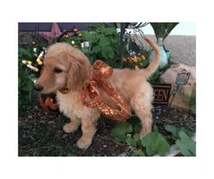 F1B Non-shedding Goldendoodle Puppies - 3