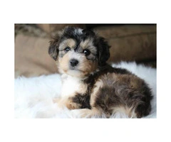 Yorkie Poo male puppy
