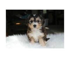 Yorkie Poo male puppy - 2