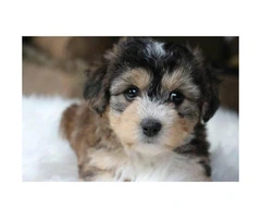 Yorkie Poo male puppy - 3