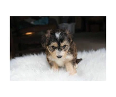 Yorkie Poo male puppy - 4