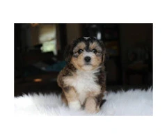 Yorkie Poo male puppy - 6