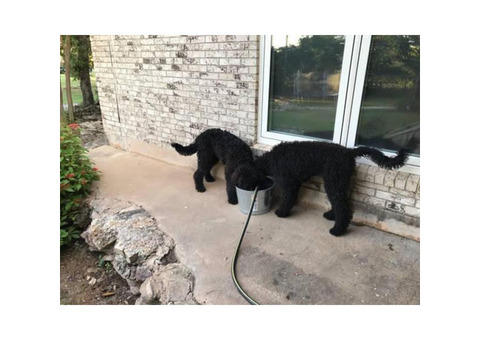 2 female Aussie doodle puppies