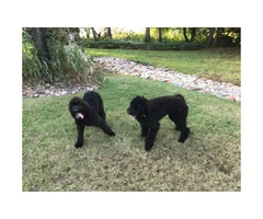 2 female Aussie doodle puppies - 4