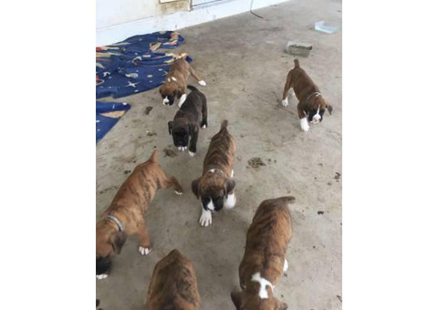 Brindle Boxer Puppies 6 still available