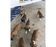Brindle Boxer Puppies 6 still available - 1