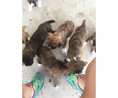 Brindle Boxer Puppies 6 still available - 2