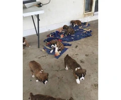 Brindle Boxer Puppies 6 still available - 3