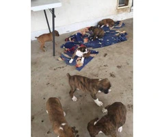 Brindle Boxer Puppies 6 still available - 4