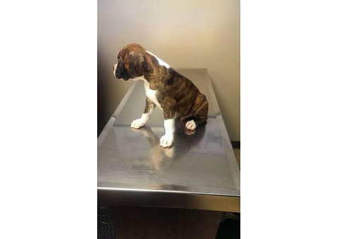 PureBred Boxer Pups for sale
