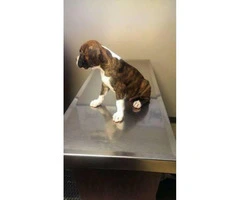 PureBred Boxer Pups for sale