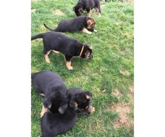 Beautiful Pure breed German Shepherd puppies 3 boys and 3 girls left. - 3