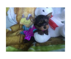 4 cute AKC Yorkie puppies for sale