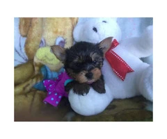 4 cute AKC Yorkie puppies for sale - 2