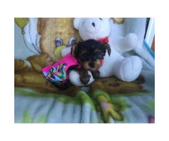 4 cute AKC Yorkie puppies for sale - 3
